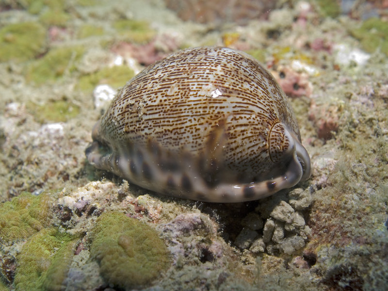 Marine Park, Cowrie Shell